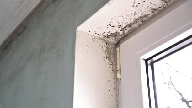 Best Emergency Mold Removal  in Vista Center, NJ