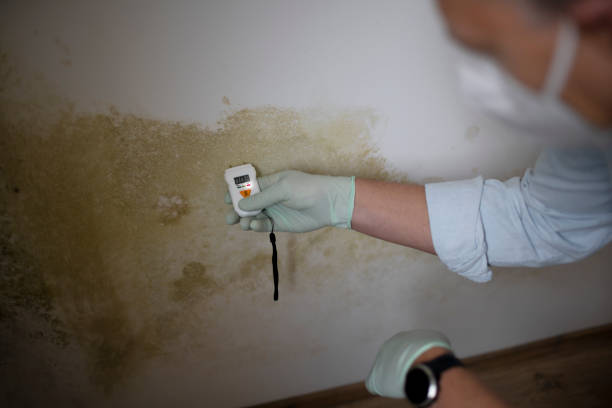 Best Mold Testing  in Vista Center, NJ