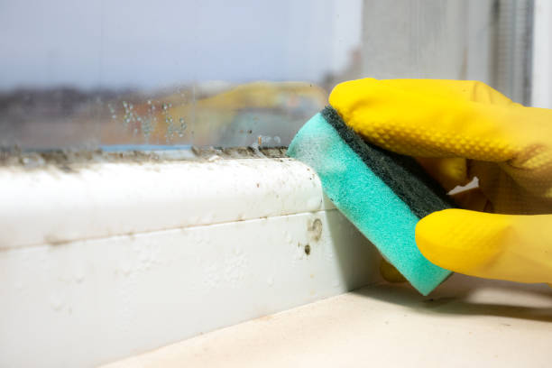 Best Mold Removal Company Near Me  in Vista Center, NJ