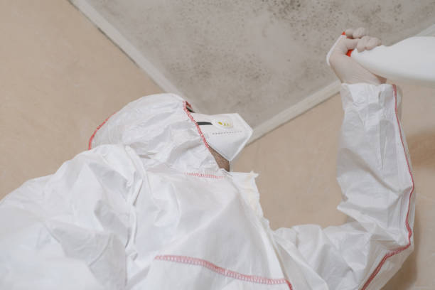 Best Mold Damage Repair  in Vista Center, NJ