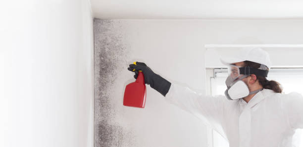 Best Black Mold Removal  in Vista Center, NJ