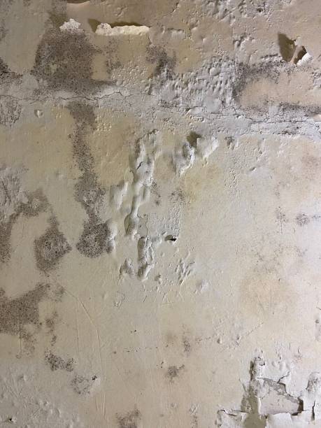 Best Residential Mold Removal  in Vista Center, NJ