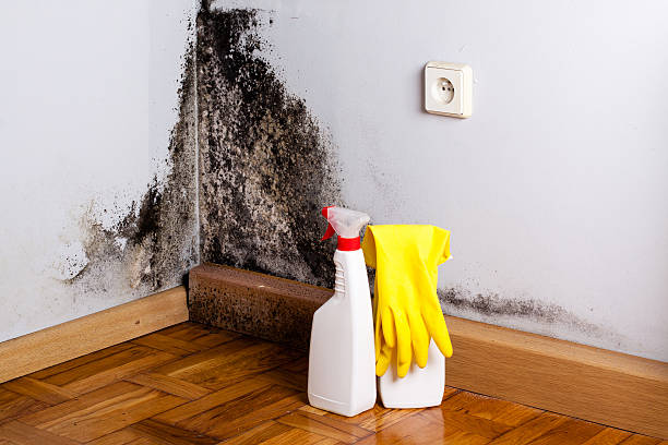 Best Certified Mold Removal  in Vista Center, NJ