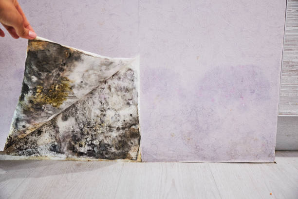 Best Fast Mold Removal  in Vista Center, NJ